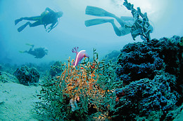 SCUBA PLUS