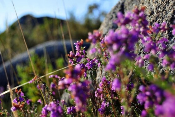 HOTEL CASTRUM VILLAE 3* - photo 10