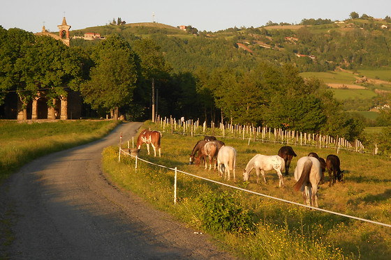 Agriturismo Il Grappolo in Langa - photo 2