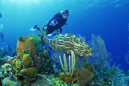 SCUBA PLUS
