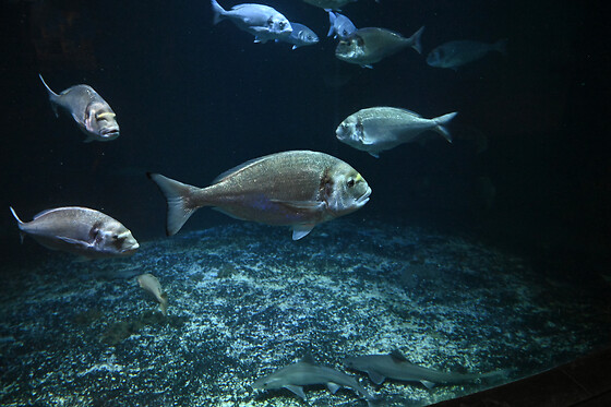 Aquarium de Paris - photo 19