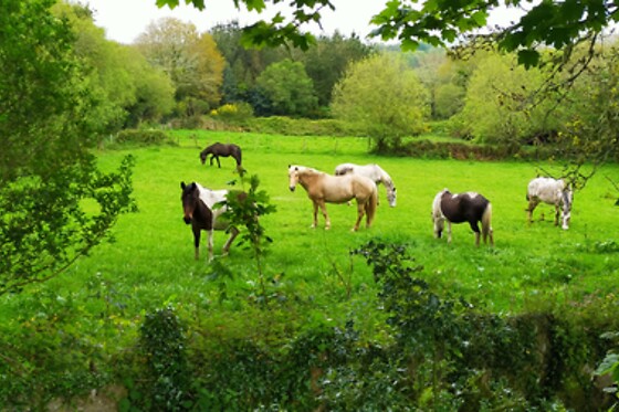 GRANJA LABRADA - photo 2