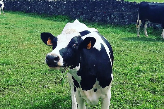 Azores Nature Tours - photo 20