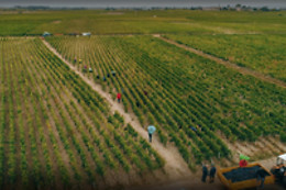 LA ROSE PAUILLAC