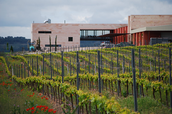 BODEGAS COMENGE - photo 4