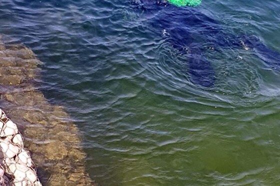 No Limit Divers - photo 4