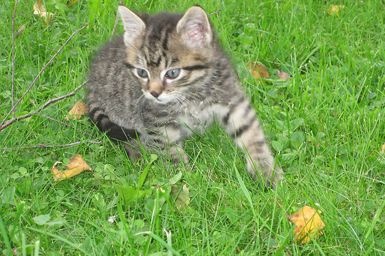 Chlosterhof - photo 3