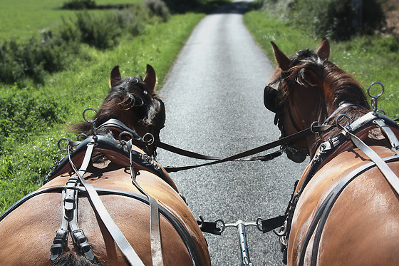 DOÑANA A CABALLO - photo 1