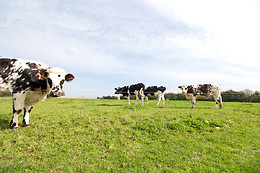 Ferme de la gortière