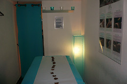 Arum institut