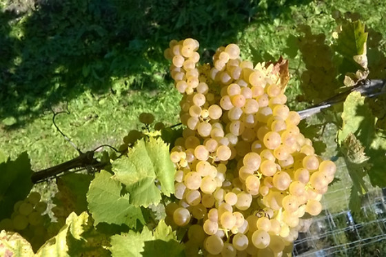 Maine des Moreaux - photo 10