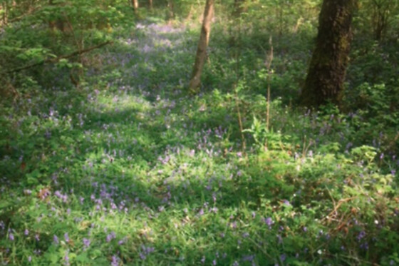 The Little Paradise - photo 4
