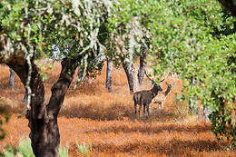 HERDADE DE COELHEIROS