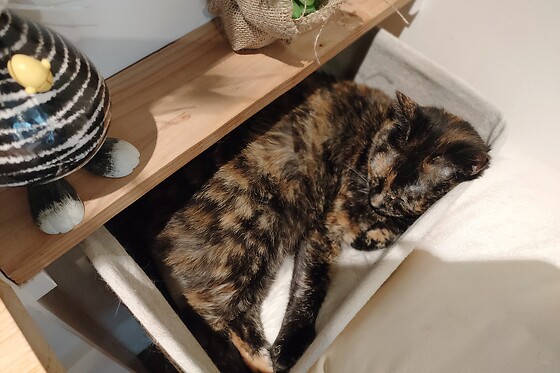 Chat'lon de thé - photo 10