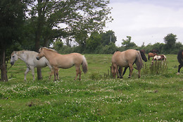 Ferme Équestre du Mont Cruchet