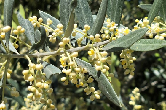LA BIODIVERSA - photo 17