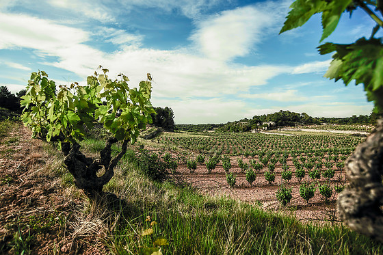 VILOSELL WINE HOTEL - photo 8